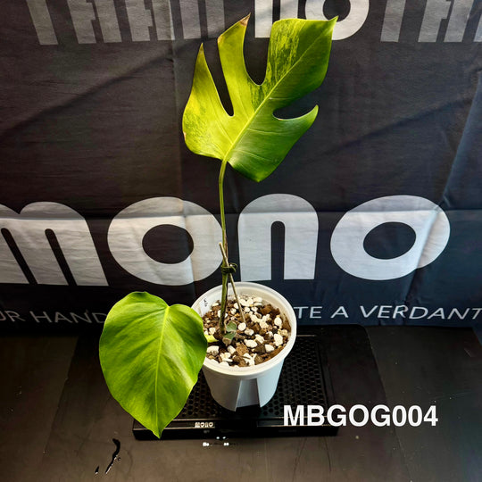 Monstera Borsigiana 【Green on Green】【绿上绿】[MBGOG]