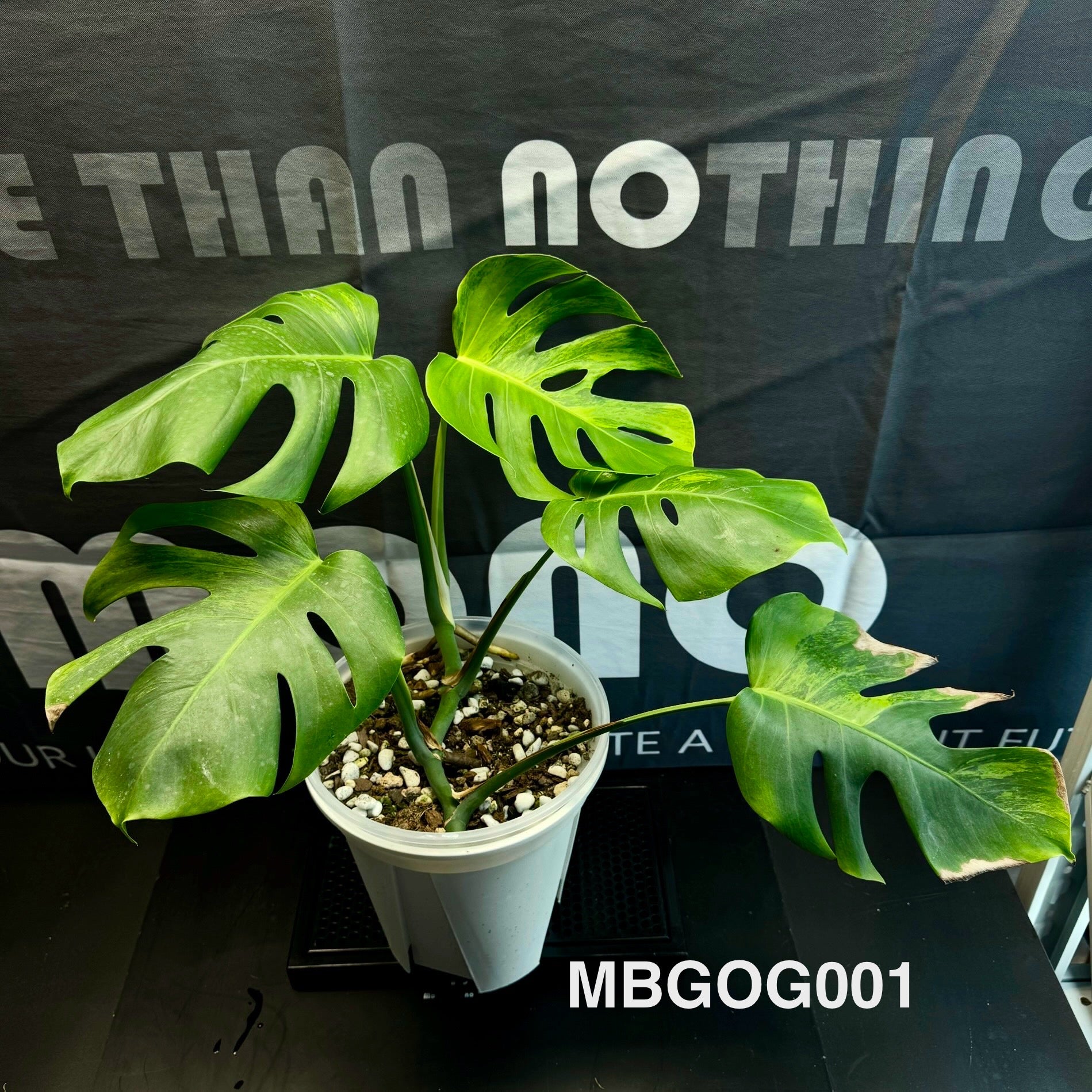 Monstera Borsigiana 【Green on Green】【绿上绿】[MBGOG] – MONO