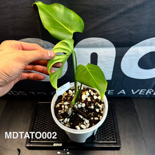 Monstera Deliciosa 【Tattoo】【纹身】[MDTATO]