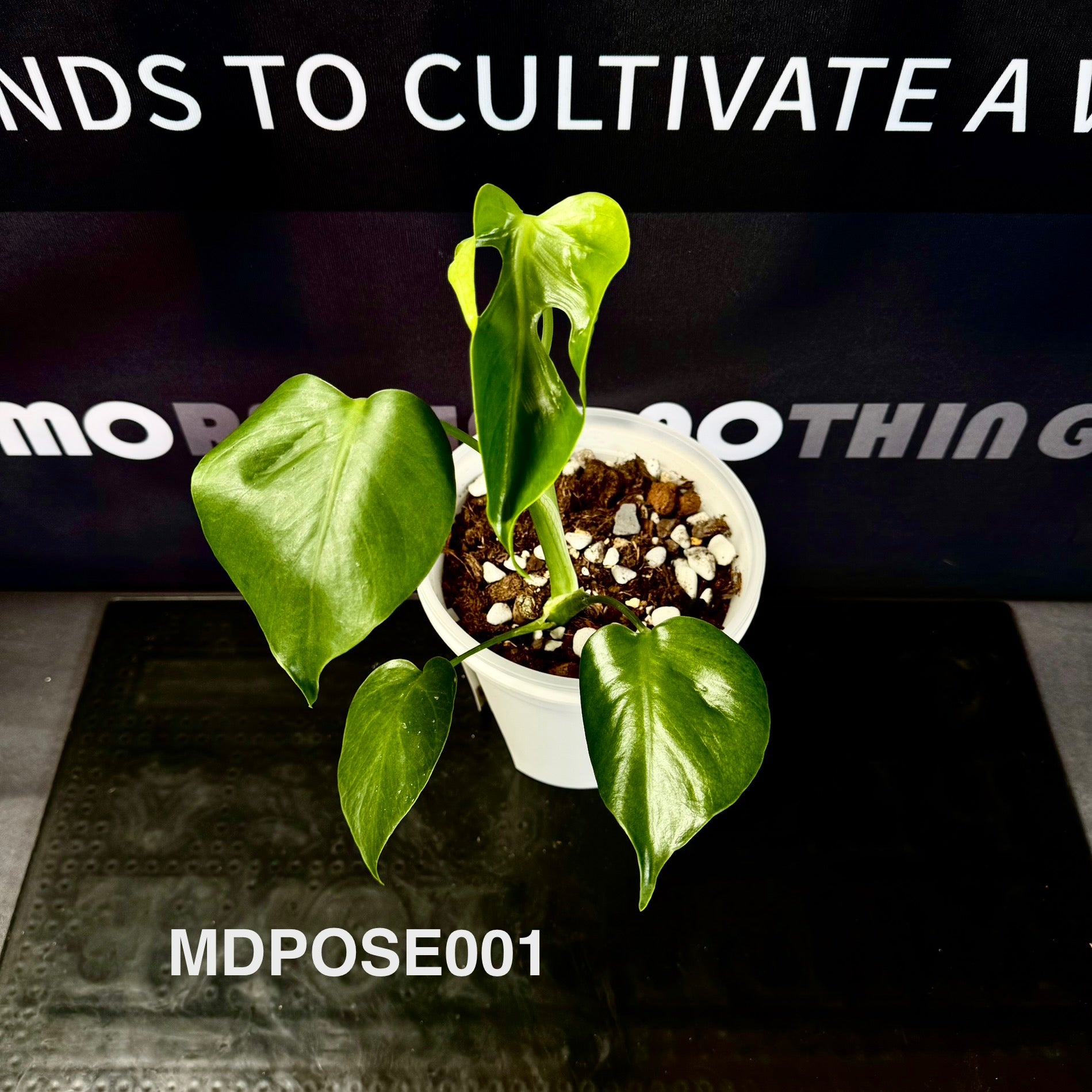 Monstera Deliciosa 【Poseidon】【波塞冬】[MDPOSE] – MONO Plant House