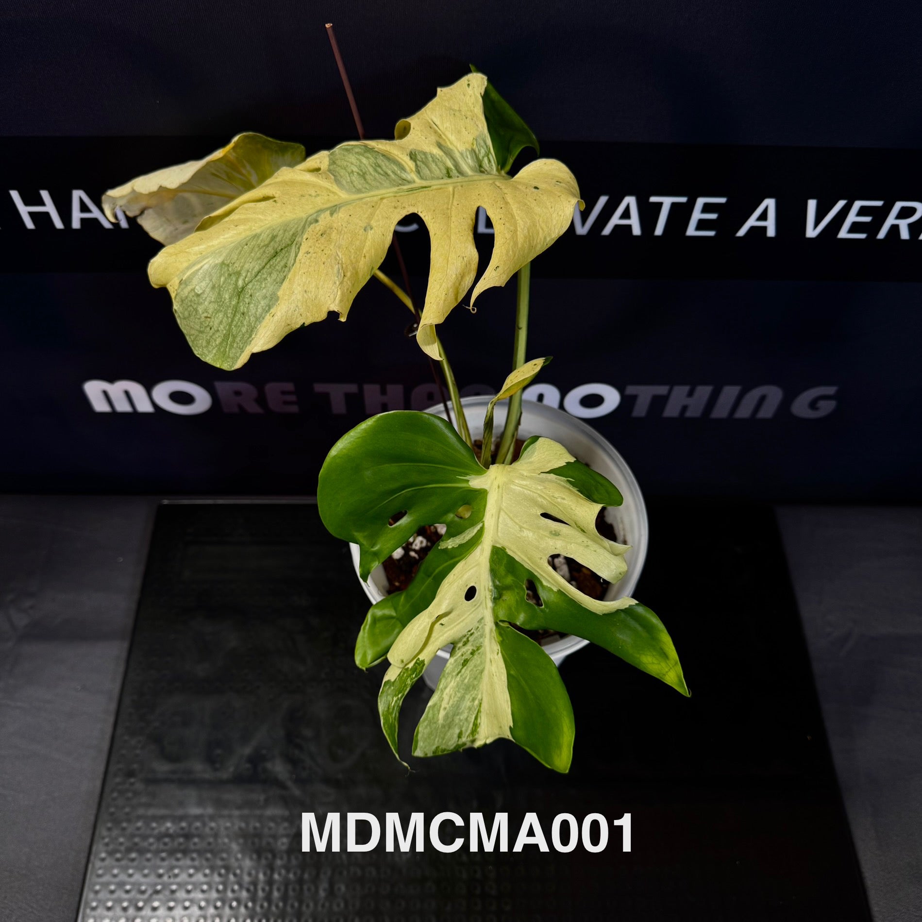 Monstera Deliciosa 【MC Masterpiece】【MC杰作】[MDMCMA] – MONO