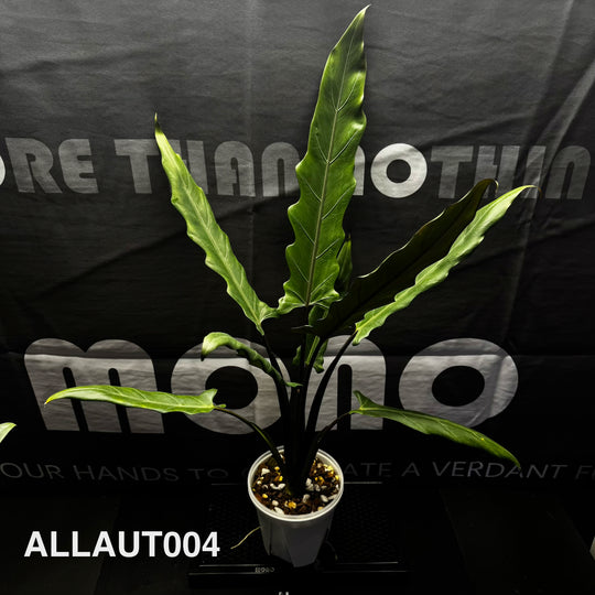 Alocasia 【Lauterbachiana】Series【紫背剑叶系列】 [ALLAUT]