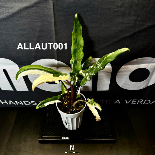 Alocasia 【Lauterbachiana】Series【紫背剑叶系列】 [ALLAUT]