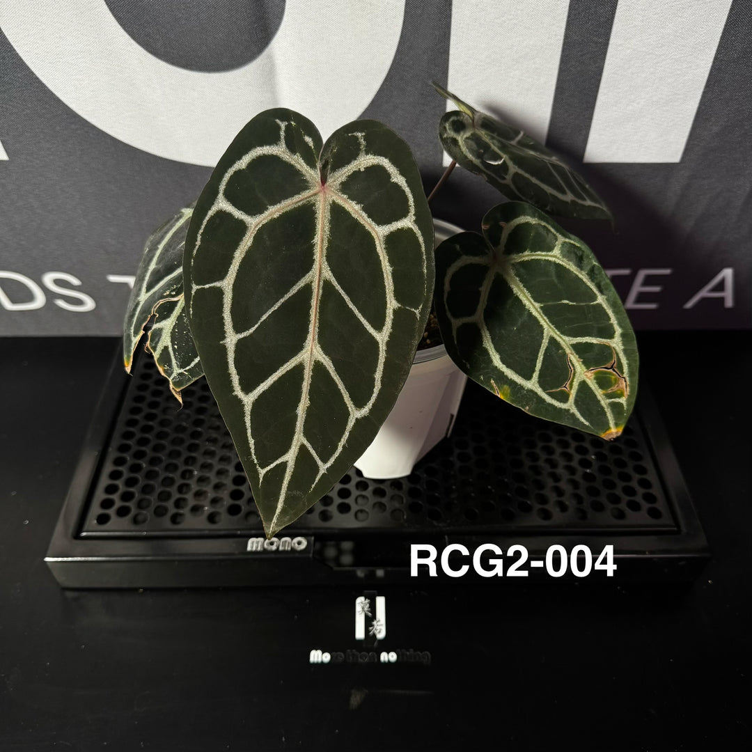 Anthurium Red Crystallinum Series 【红水晶系列】[ANMN:RC]