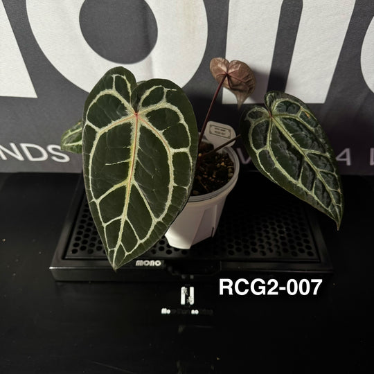 Anthurium Red Crystallinum Series 【红水晶系列】[ANMN:RC]