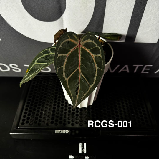 Anthurium Red Crystallinum Series 【红水晶系列】[ANMN:RC]