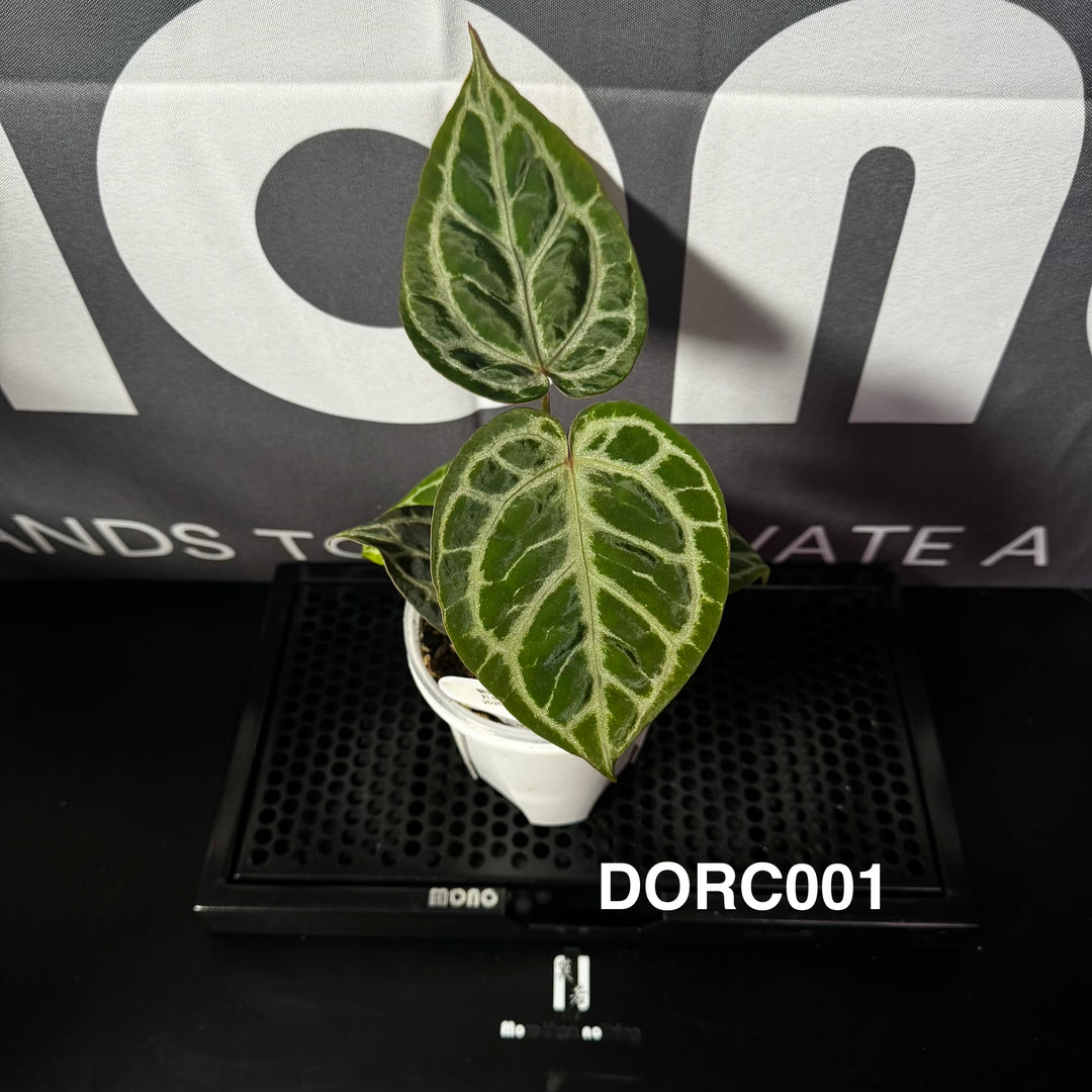 【活性保持】Anthurium 'Dorayaki' x 'Red Crystallinum'[DORC]