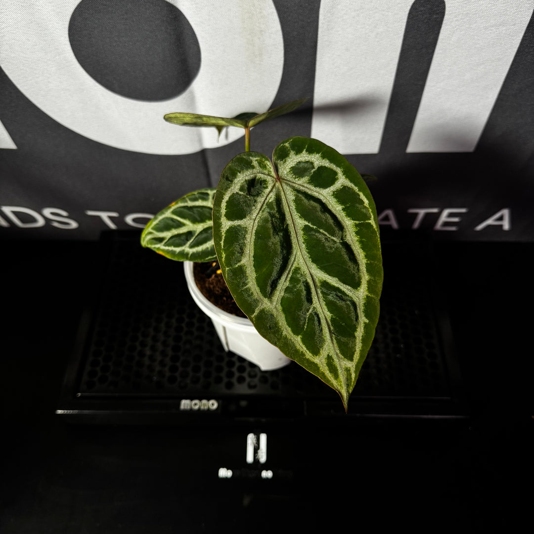 【活性保持】Anthurium 'Dorayaki' x 'Red Crystallinum'[DORC]