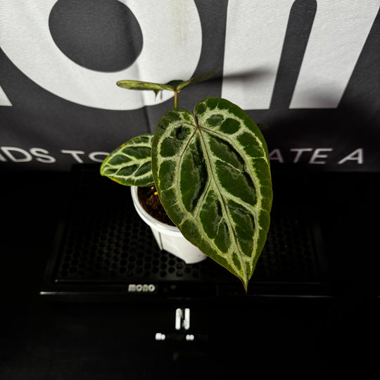 【活性保持】Anthurium 'Dorayaki' x 'Red Crystallinum'[DORC]