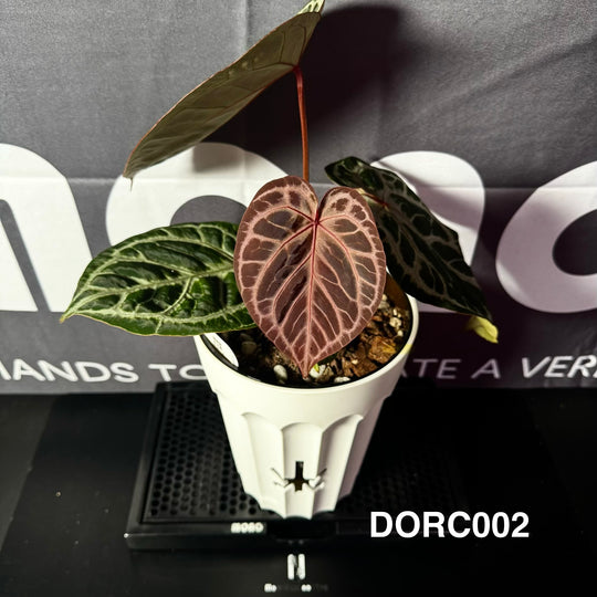 【活性保持】Anthurium 'Dorayaki' x 'Red Crystallinum'[DORC]