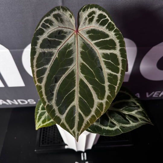 【活性保持】Anthurium 'Dorayaki' x 'Red Crystallinum'[DORC]