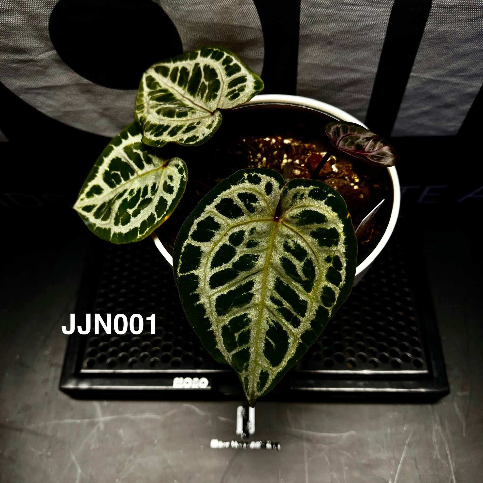 Anthurium – MONO Plant House