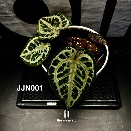 【活性保持】Anthurium 'Thornbird’【荆棘鸟】[ANEQ:JJN]