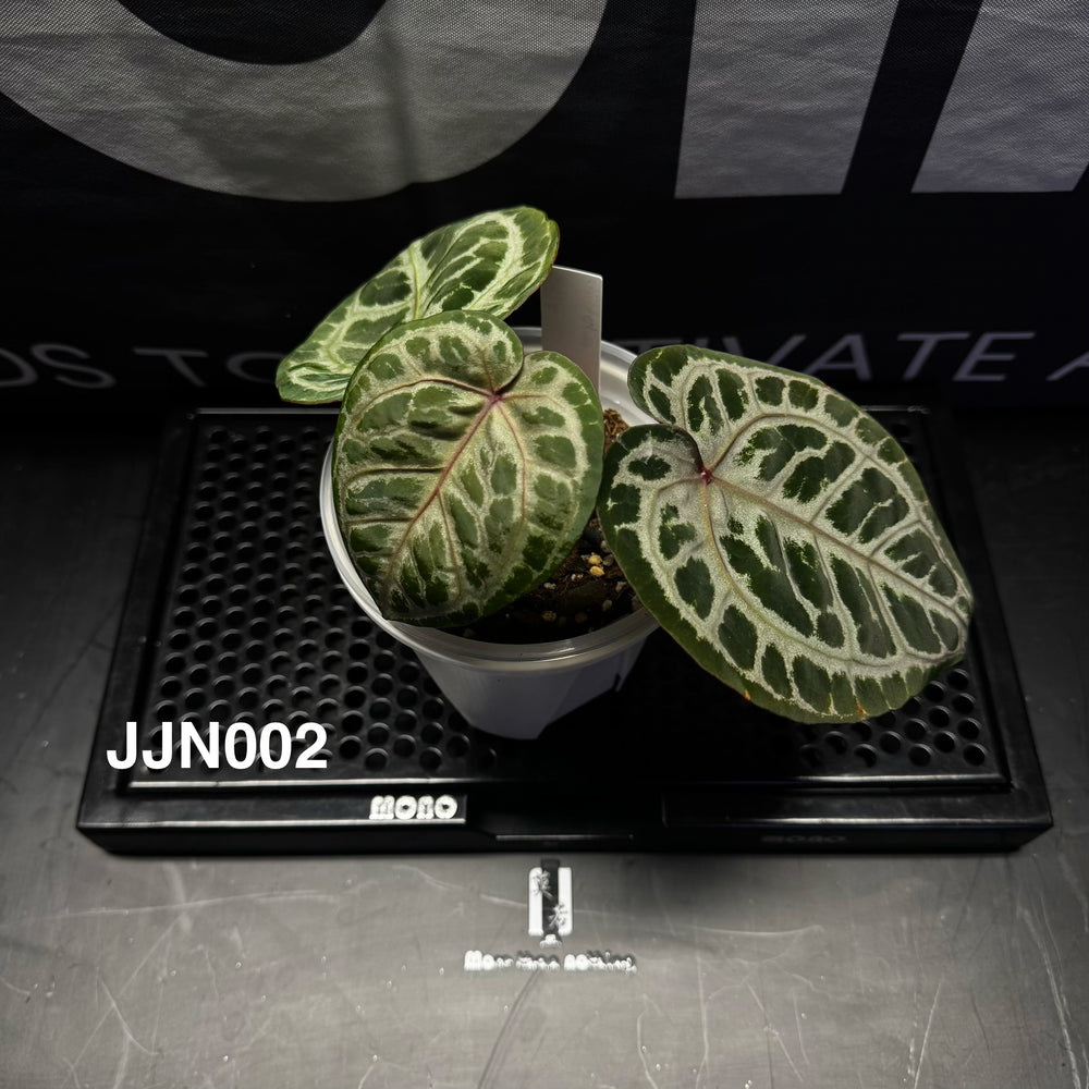 【活性保持】Anthurium 'Thornbird’【荆棘鸟】[ANEQ:JJN]