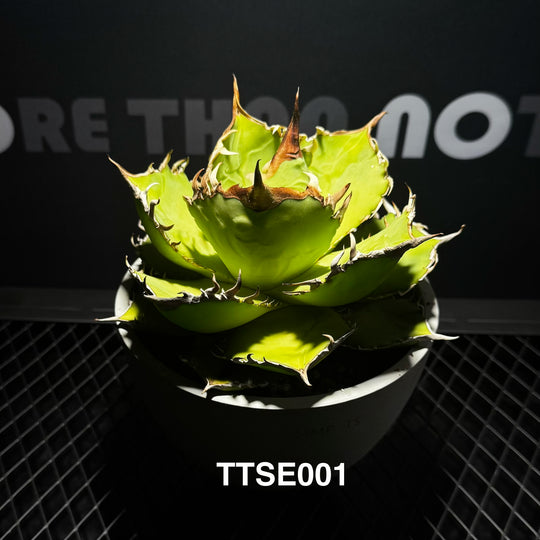Agave Titanota 'Solar Eclipse'【夕映】[TTSE]