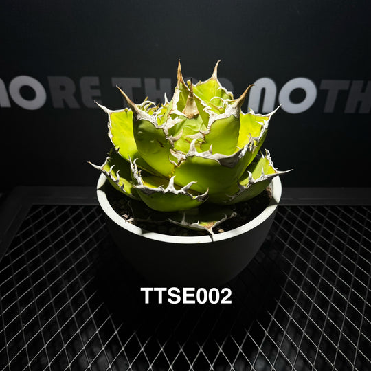 Agave Titanota 'Solar Eclipse'【夕映】[TTSE]