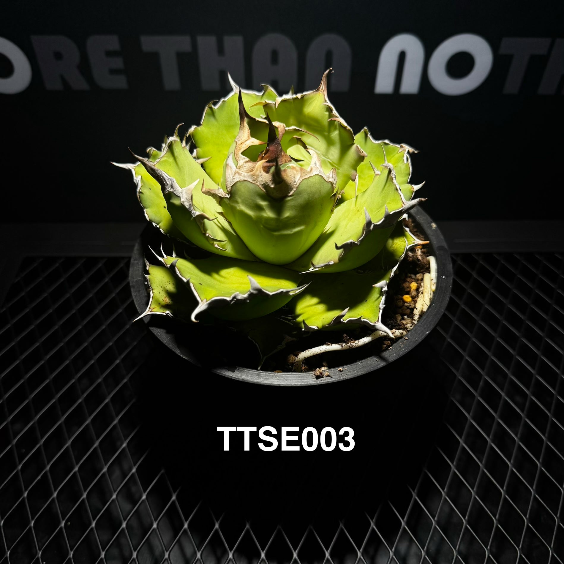 Agave Titanota 'Solar Eclipse'【夕映】[TTSE] – MONO Plant House