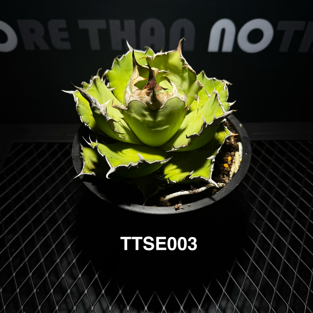 Agave Titanota 'Solar Eclipse'【夕映】[TTSE]