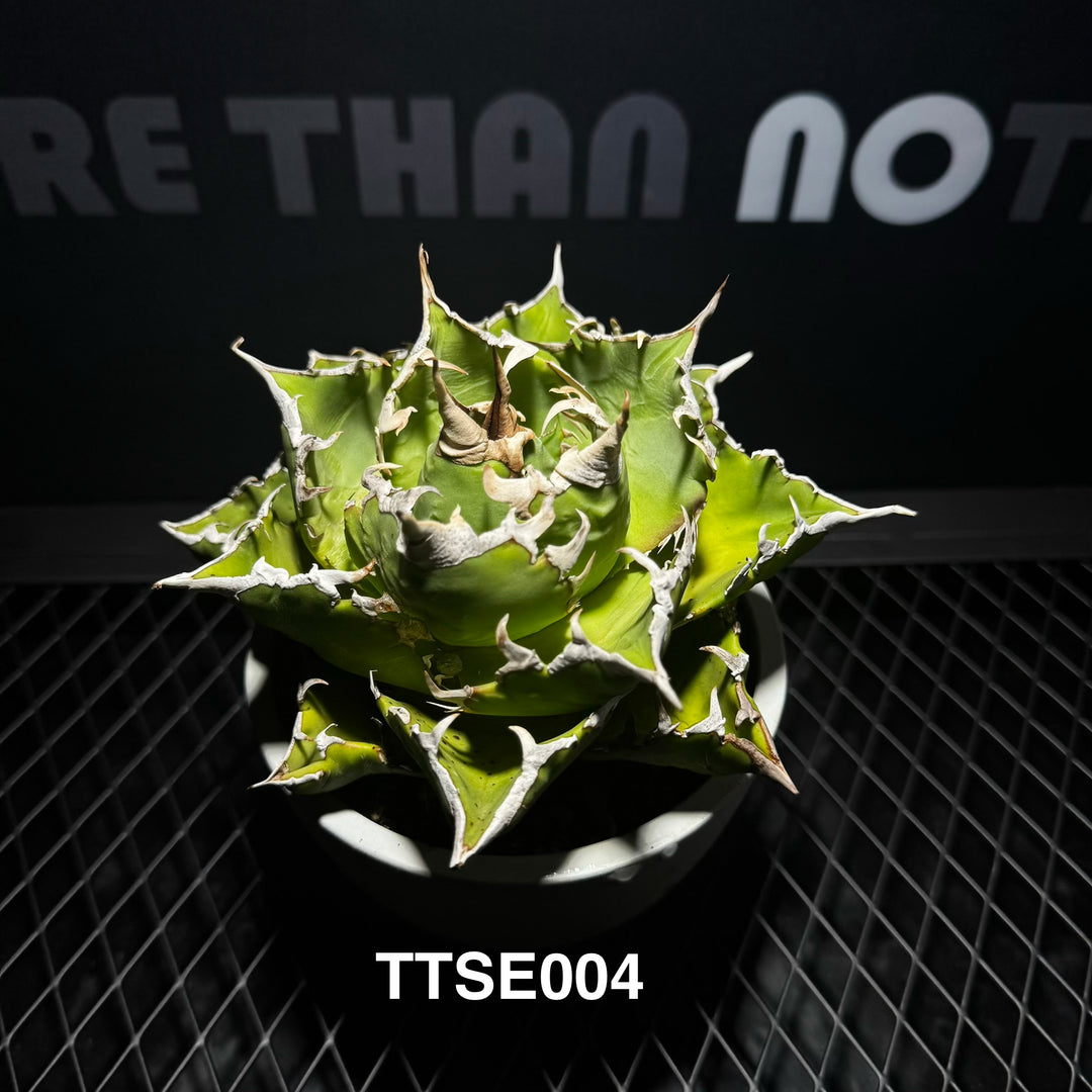 Agave Titanota 'Solar Eclipse'【夕映】[TTSE]