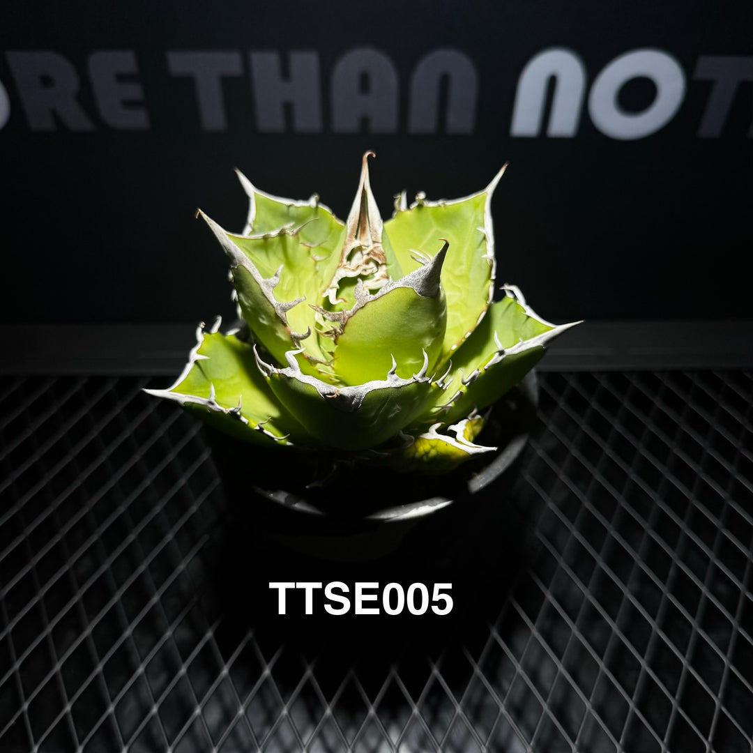 Agave Titanota 'Solar Eclipse'【夕映】[TTSE]