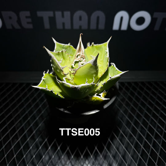 Agave Titanota 'Solar Eclipse'【夕映】[TTSE]