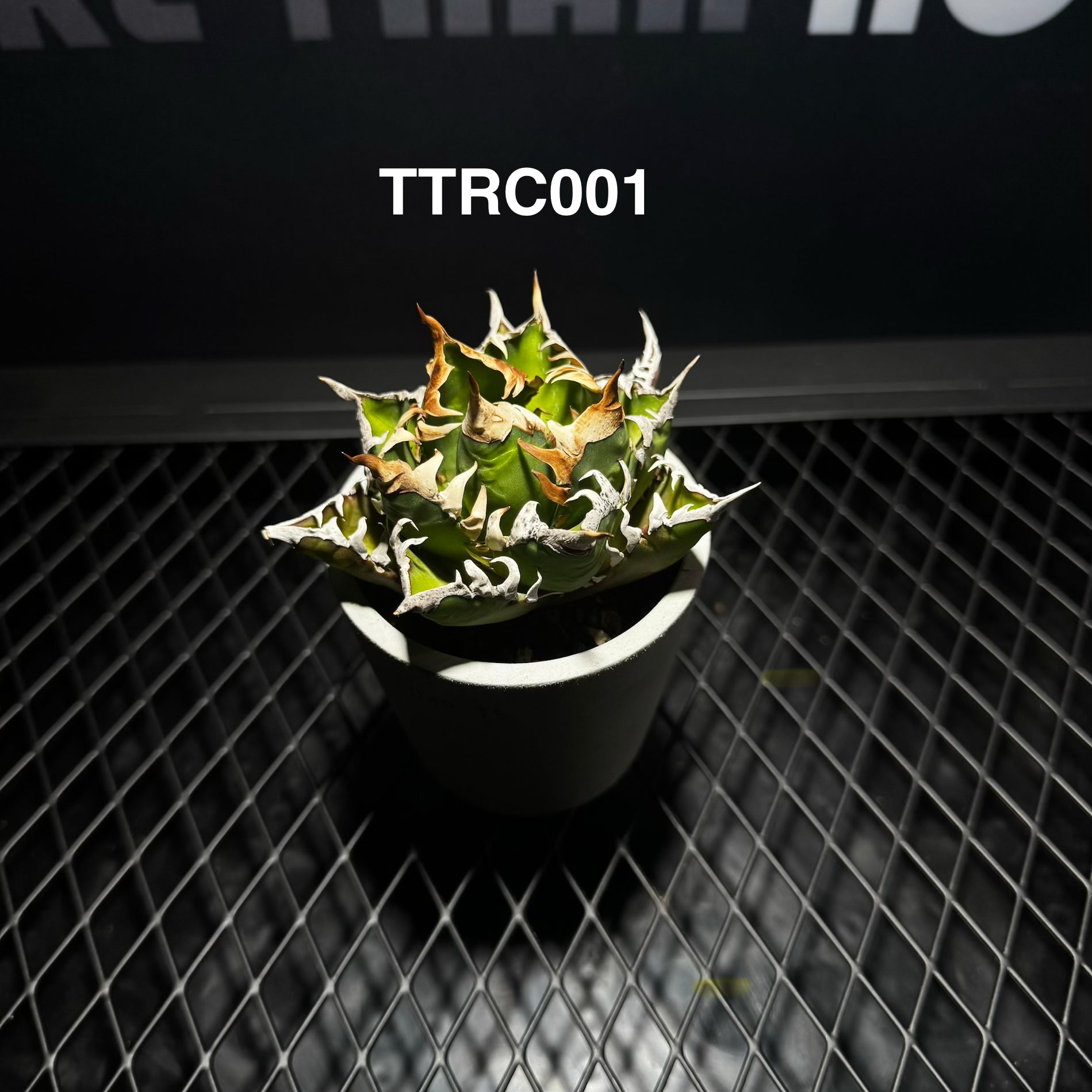 Agave Titanota 'Red Catweazle'【赤猫】[TTRC] – MONO Plant House