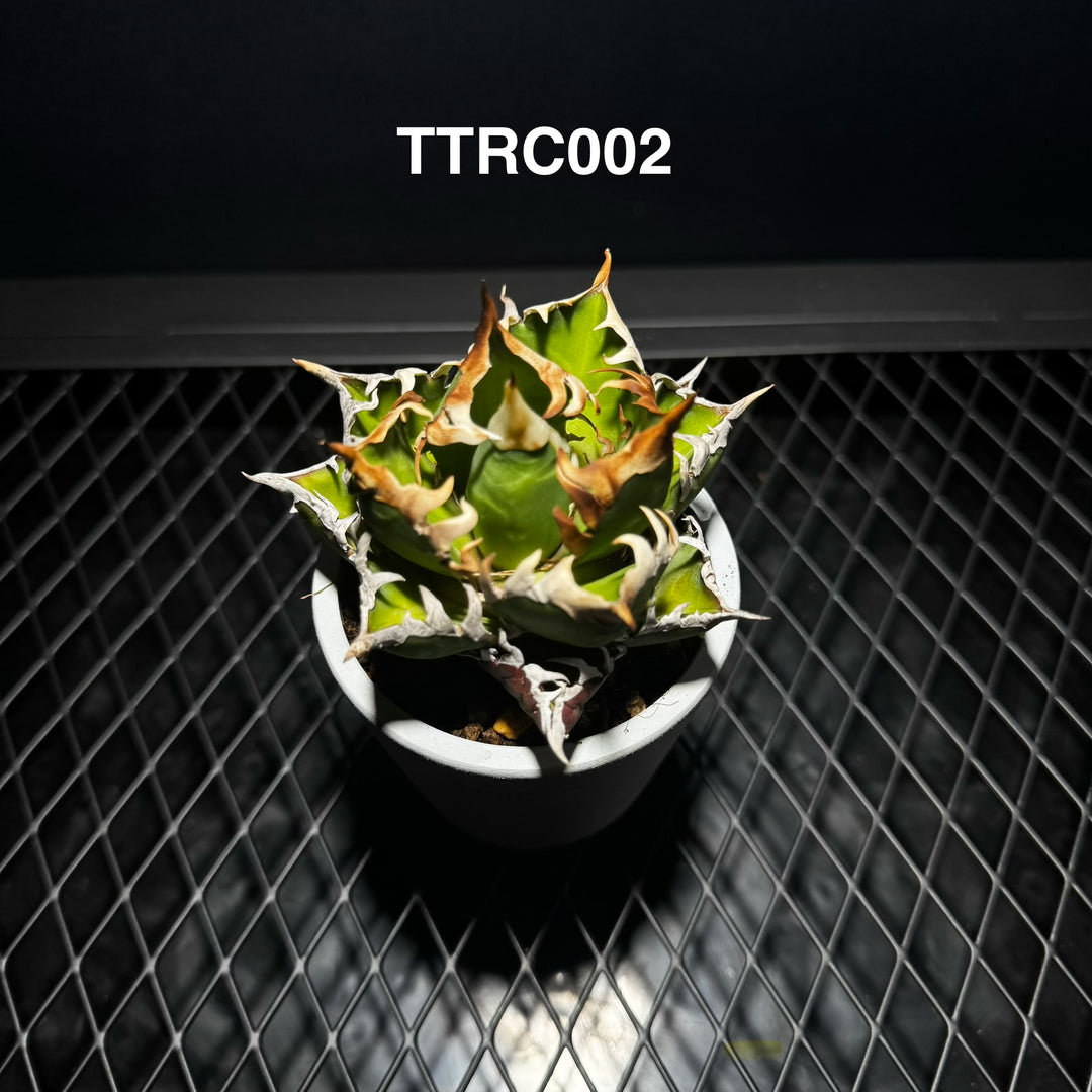 Agave Titanota 'Red Catweazle'【赤猫】[TTRC]