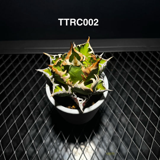 Agave Titanota 'Red Catweazle'【赤猫】[TTRC]