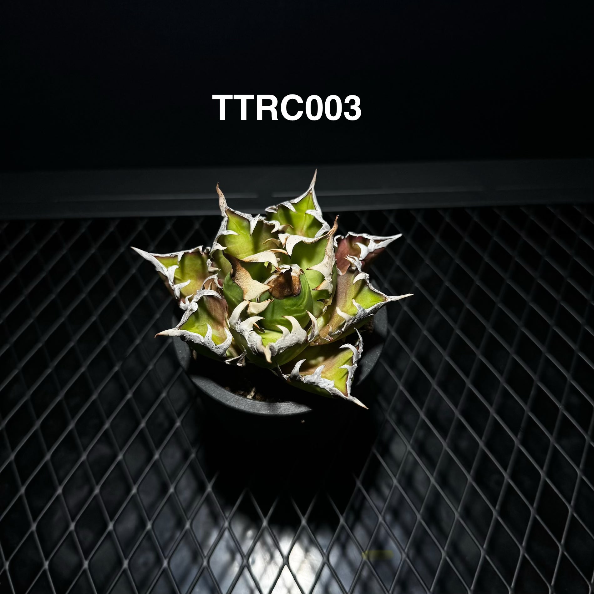 Agave Titanota 'Red Catweazle'【赤猫】[TTRC] – MONO Plant House