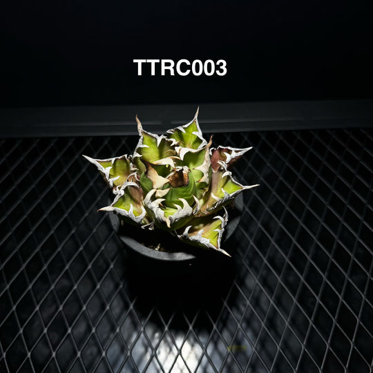 Agave Titanota 'Red Catweazle'【赤猫】[TTRC]