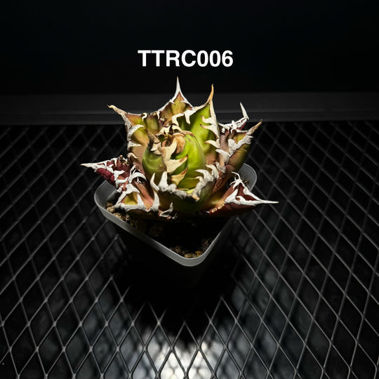 Agave Titanota 'Red Catweazle'【赤猫】[TTRC]