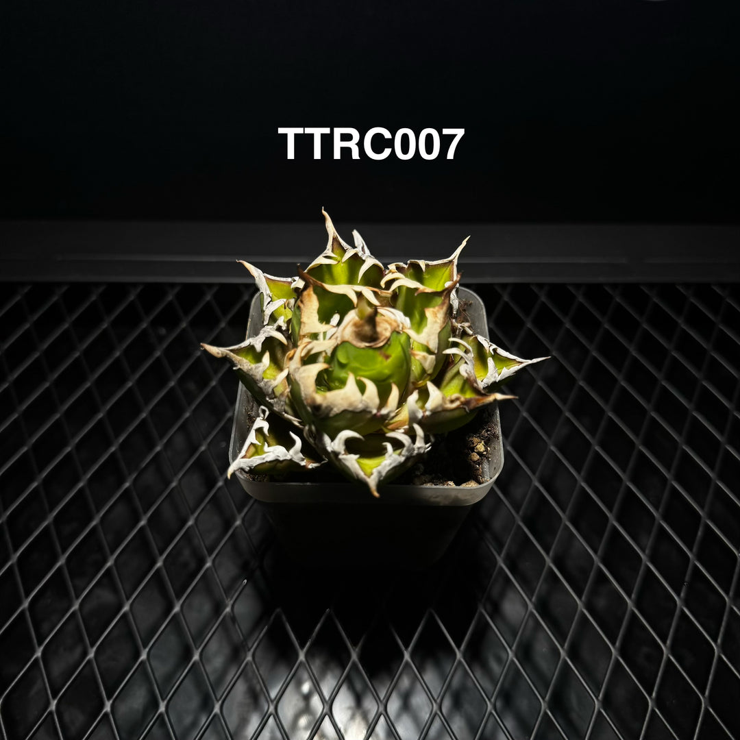 Agave Titanota 'Red Catweazle'【赤猫】[TTRC]