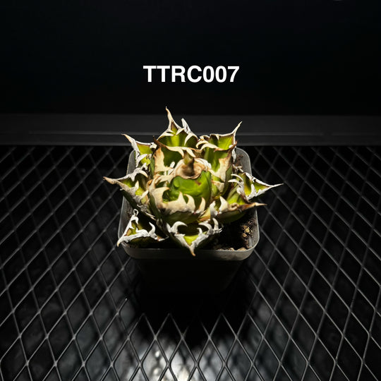Agave Titanota 'Red Catweazle'【赤猫】[TTRC]