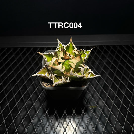 Agave Titanota 'Red Catweazle'【赤猫】[TTRC]