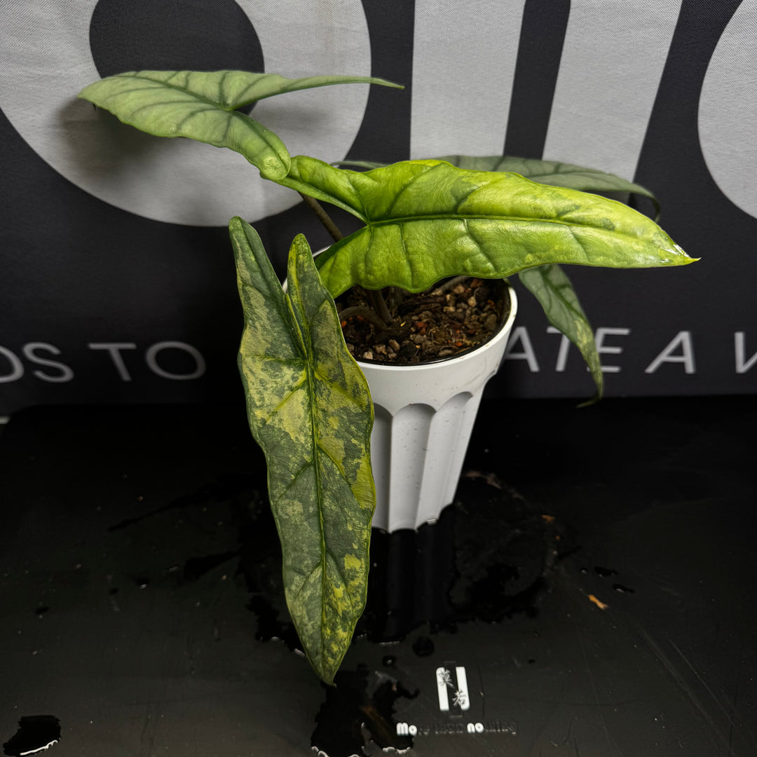 Alocasia Heterophylla Metallic Blue Aurea Var.【黄锦海妖】[ALHMBAU]