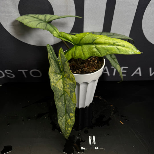 Alocasia Heterophylla Metallic Blue Aurea Var.【黄锦海妖】[ALHMBAU]