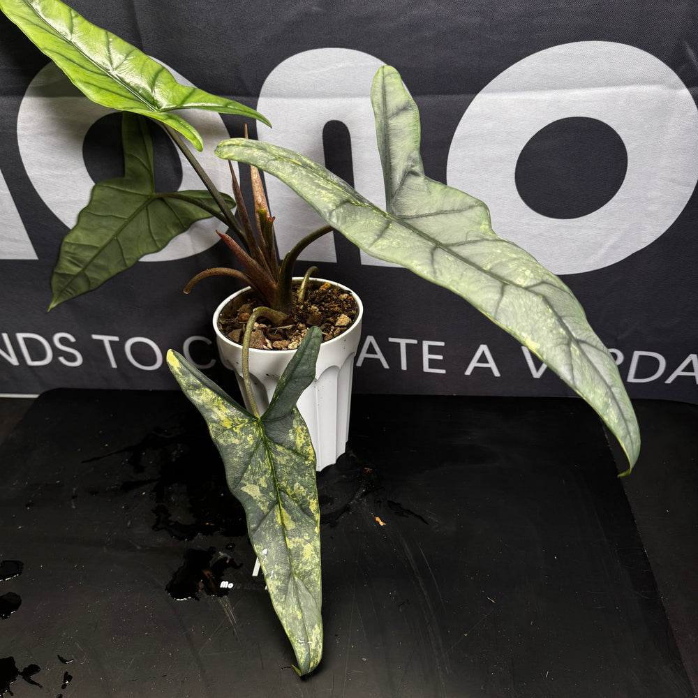 Alocasia Heterophylla Metallic Blue Aurea Var.【黄锦海妖】[ALHMBAU]