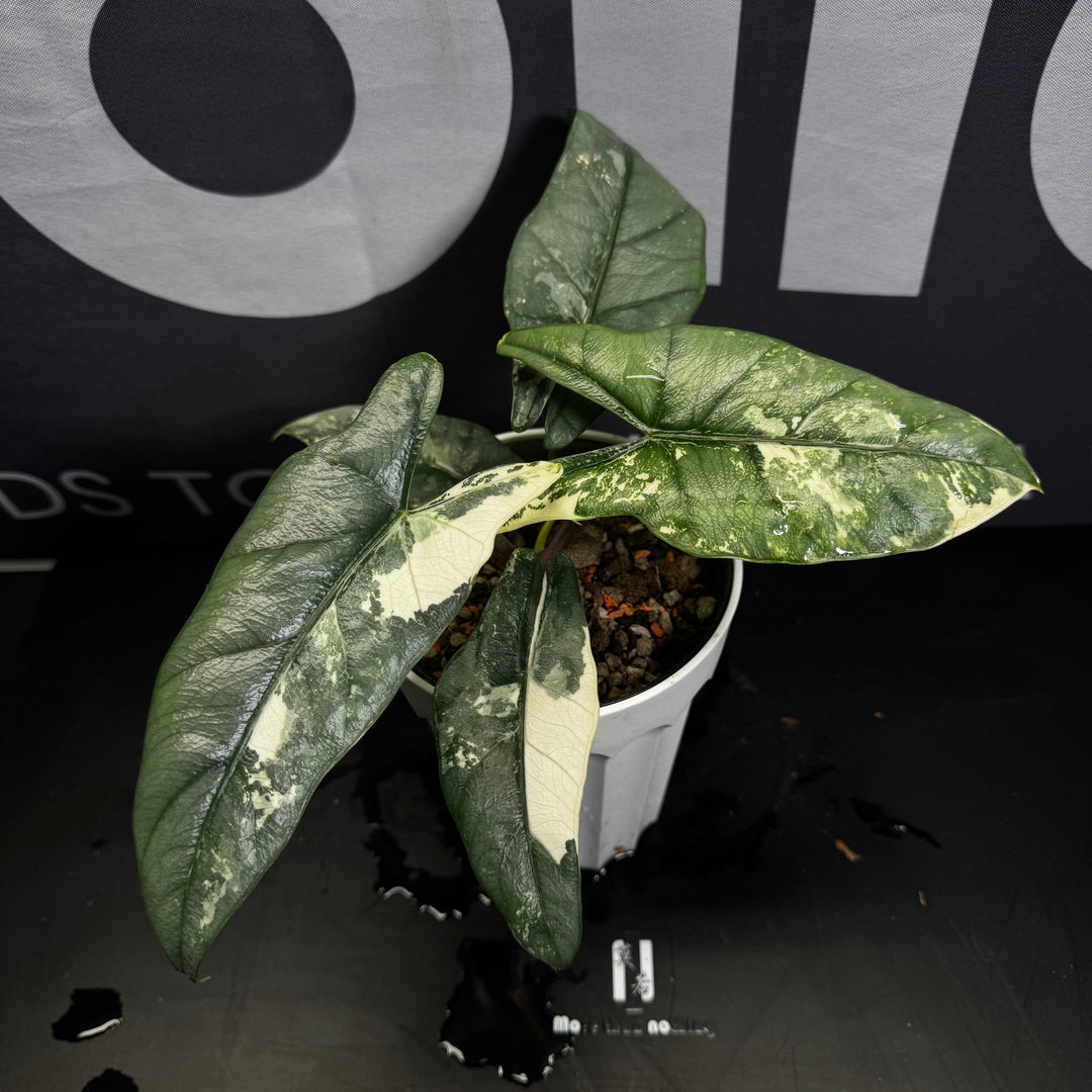 Alocasia Heterophylla Metallic Blue Albo Var.【白锦海妖】[ALHMBAV]