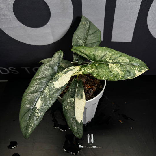 Alocasia Heterophylla Metallic Blue Albo Var.【白锦海妖】[ALHMBAV]