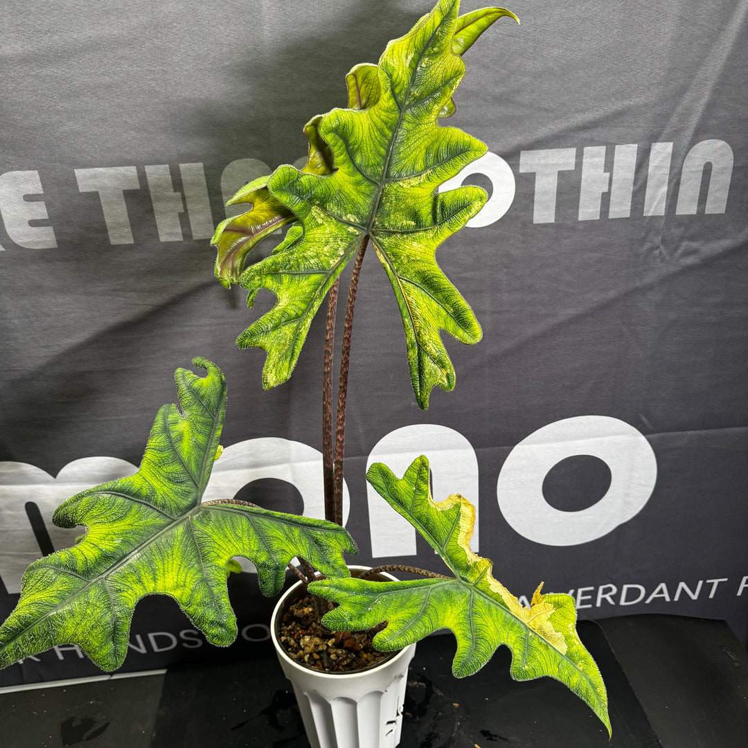 Alocasia Jacklyn Aurea Var.【黄锦杰克琳】[ALJAAU]