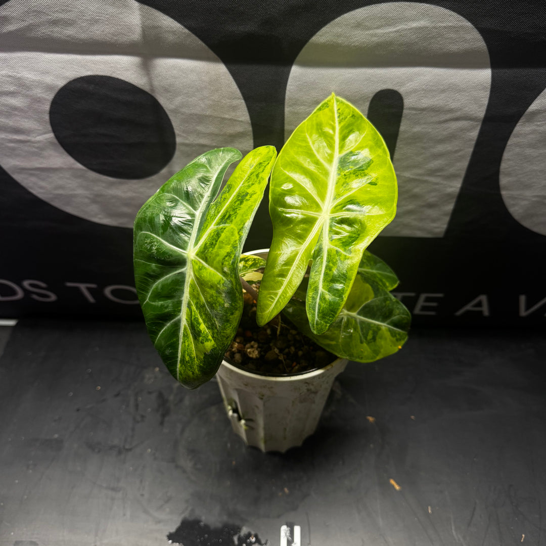 Alocasia Pink Dragon Aurea Var.【黄锦粉龙】[ALPDAU]
