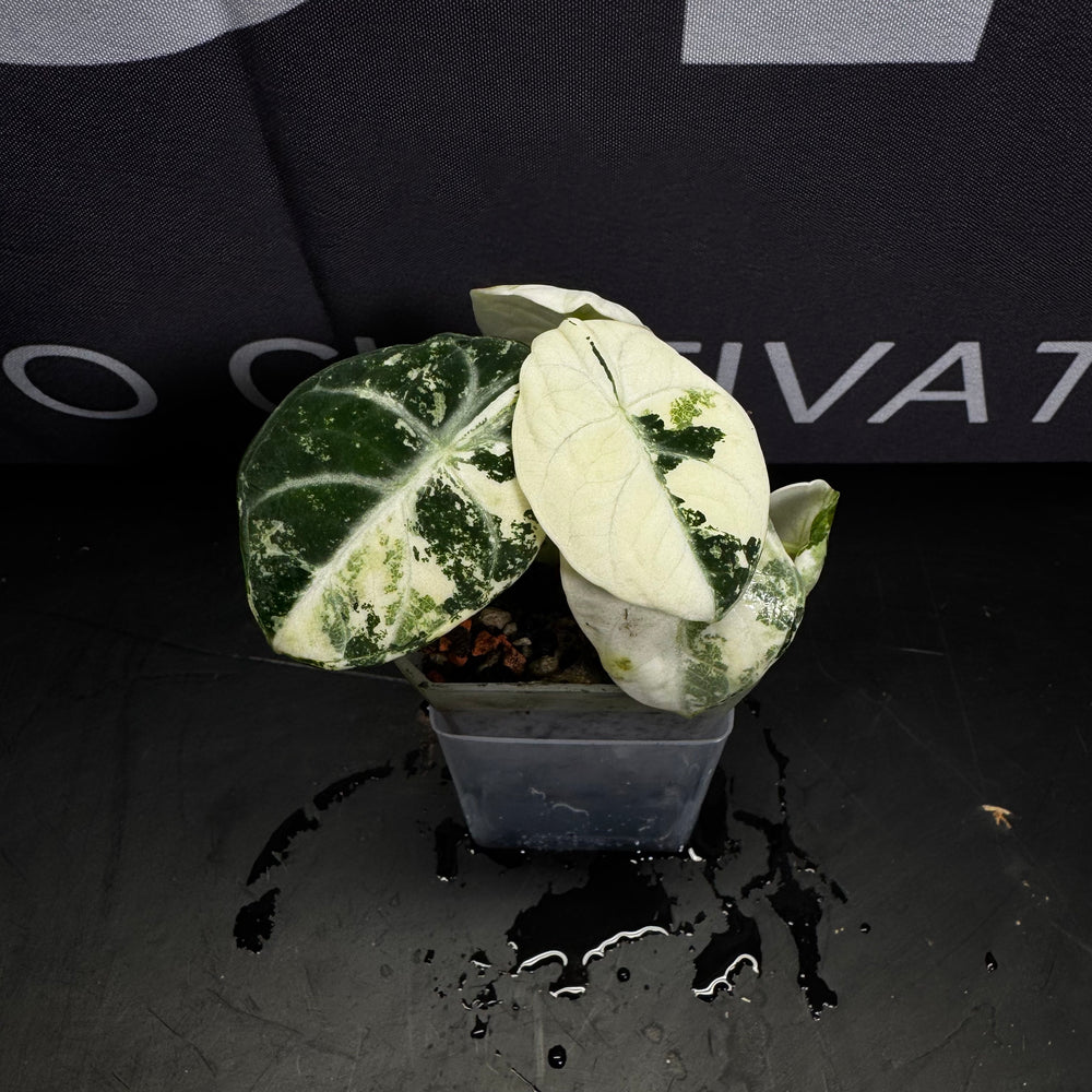 Alocasia'Ninja' Albo Var.【白锦忍者】[ALNJAV]