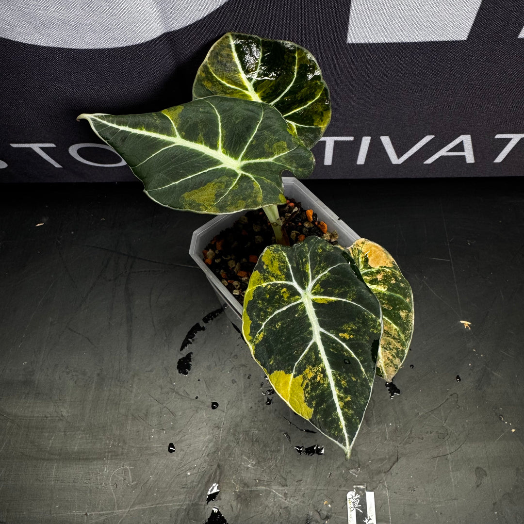 Alocasia Black Valvet Golded Var.【金锦黑天鹅】[ALBVGV]