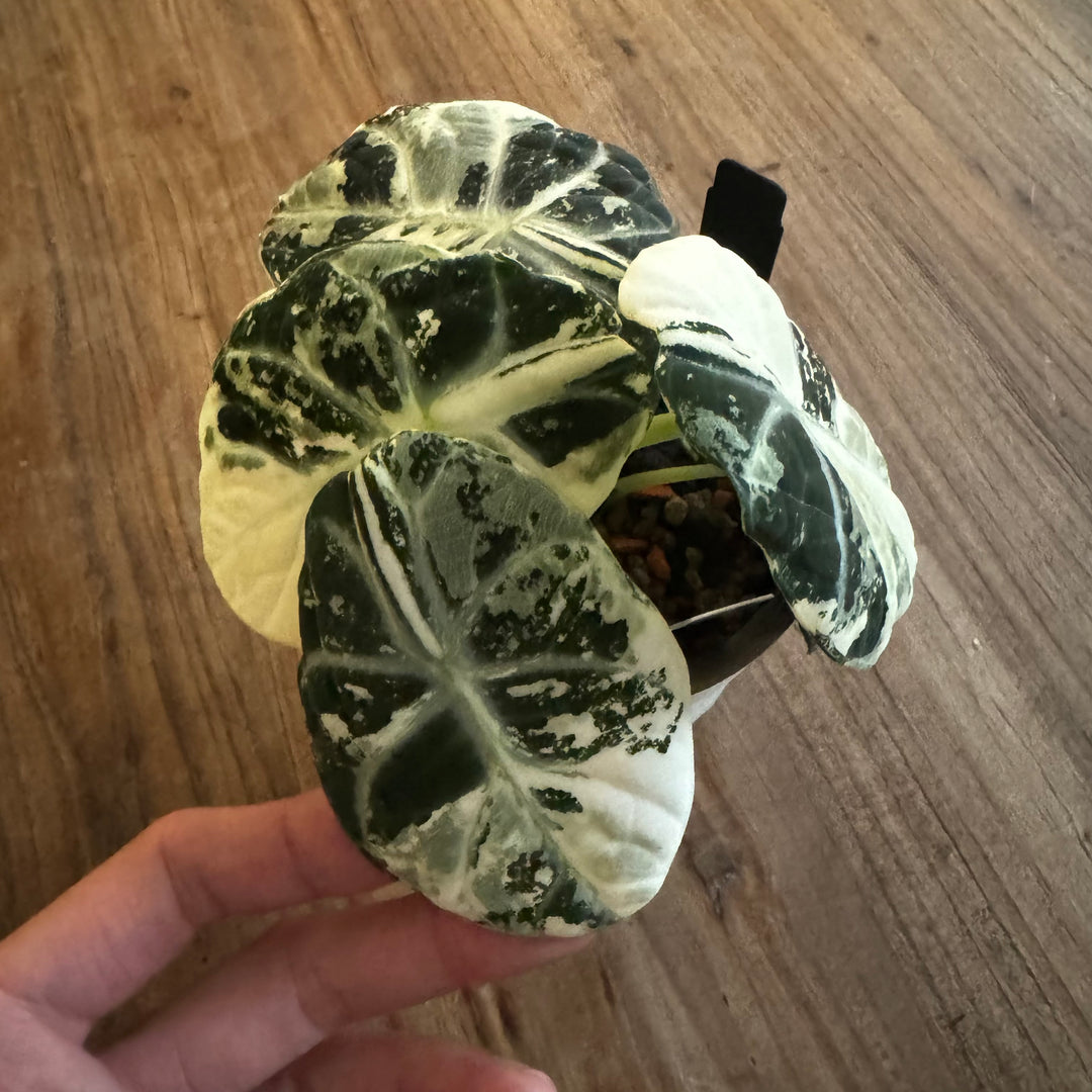Alocasia'Ninja' Albo Var.【白锦忍者】[ALNJAV]