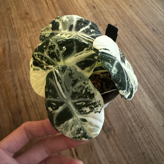 Alocasia'Ninja' Albo Var.【白锦忍者】[ALNJAV]