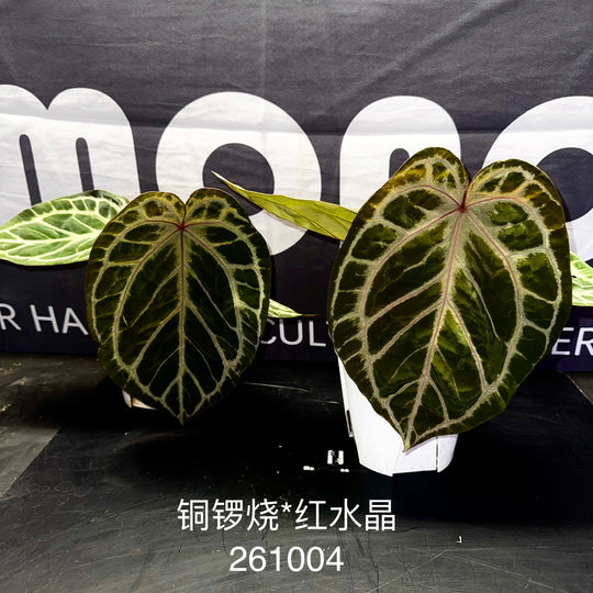 [Equator]【活性保持·铜锣烧*红水晶】Anthurium Dorayaki x Red Crystallium