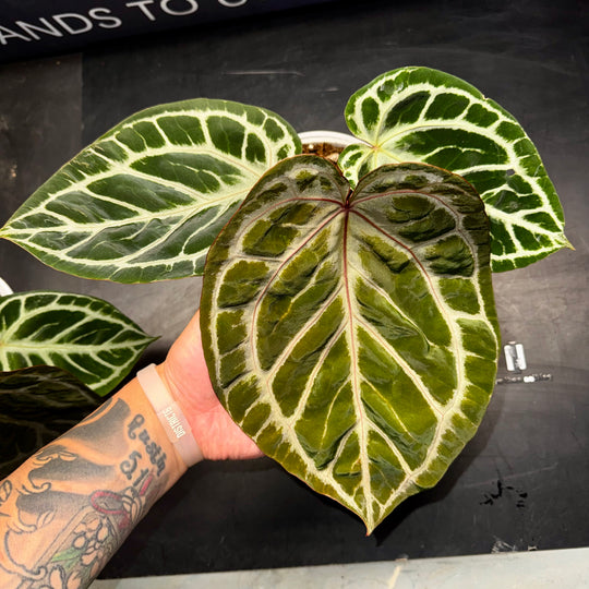 [Equator]【活性保持·铜锣烧*红水晶】Anthurium Dorayaki x Red Crystallium