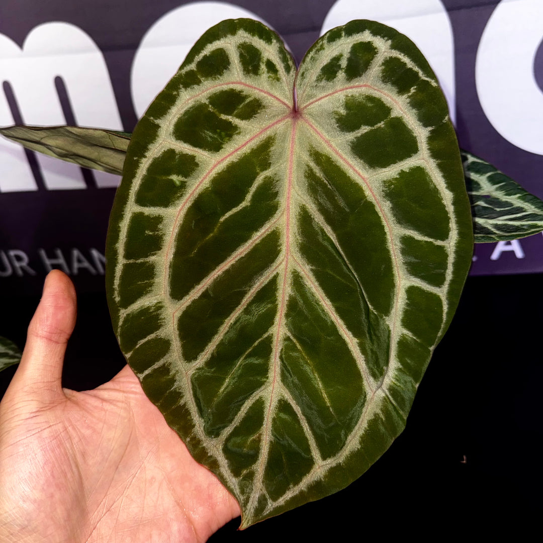 [Equator]【活性保持·铜锣烧*红水晶】Anthurium Dorayaki x Red Crystallium
