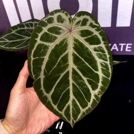 [Equator]【活性保持·铜锣烧*红水晶】Anthurium Dorayaki x Red Crystallium