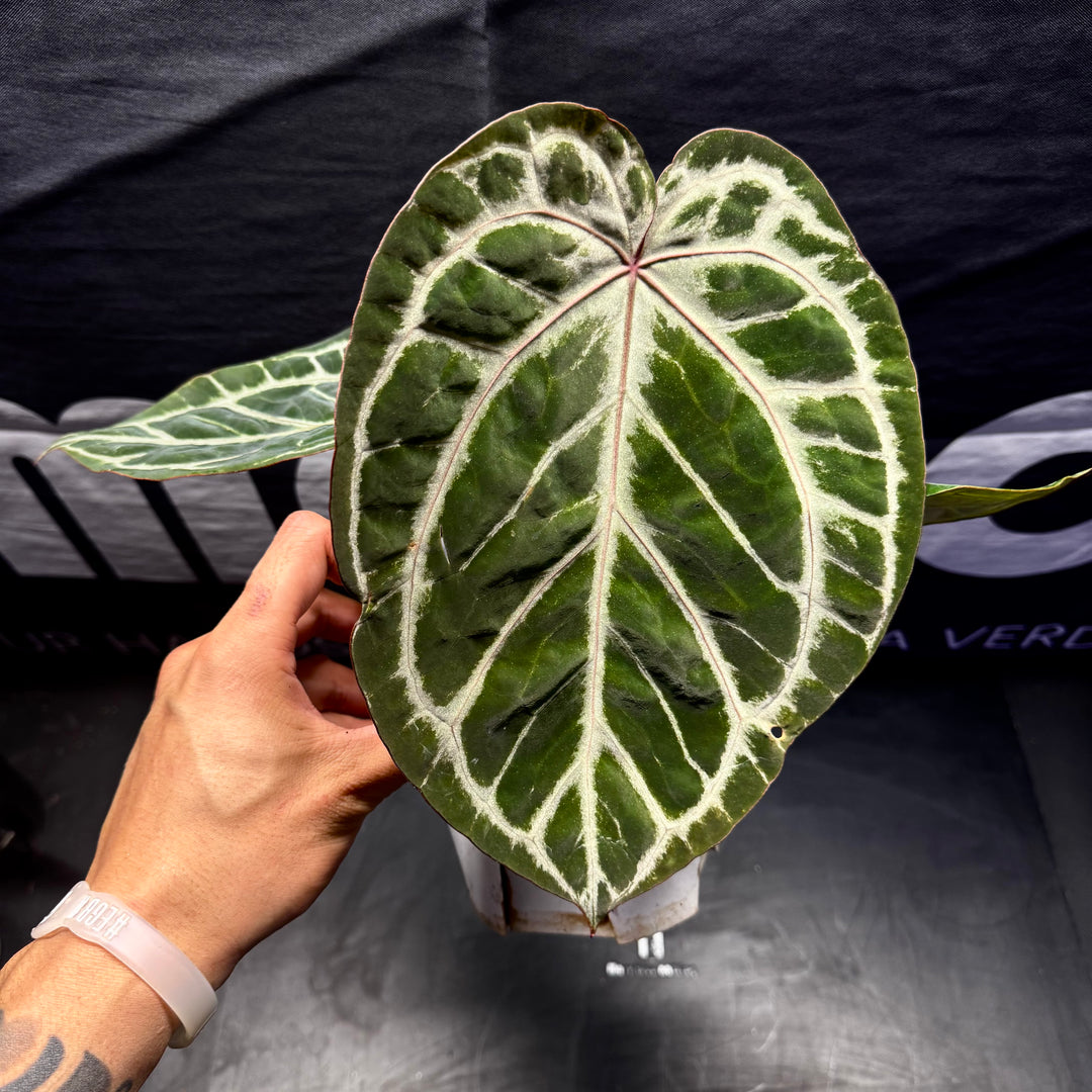 [Equator]【活性保持·铜锣烧*红水晶】Anthurium Dorayaki x Red Crystallium